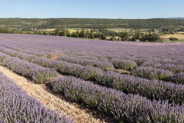 Lavanta tarlada Sault Provence, Fransa. - Fotoğraf, Görsel