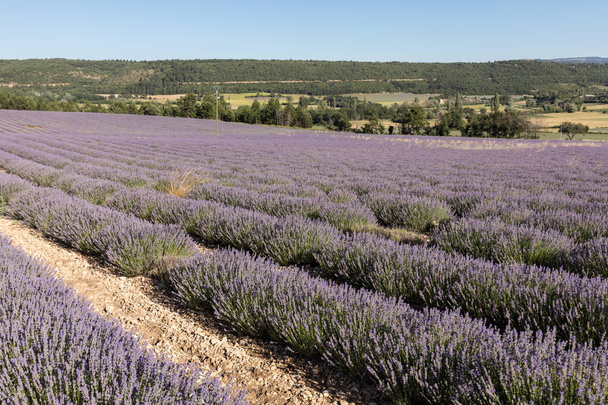levandulové pole v provence, poblíž sault, Francie - Fotografie, Obrázek