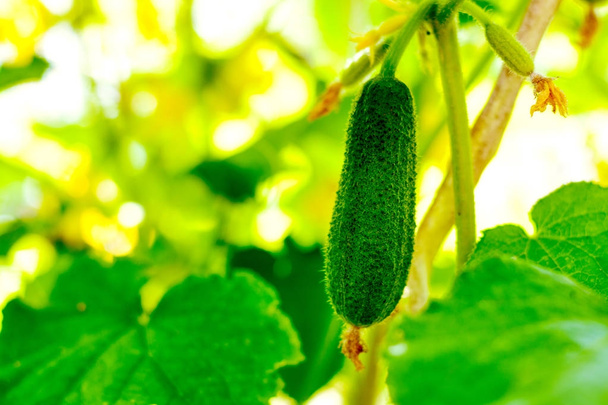 groene komkommers op de tak wegen - Foto, afbeelding