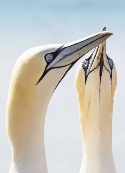 A két északi gannets, Morus bassanus portrék - Fotó, kép