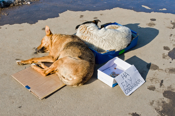 Straßenhunde schlafen auf dem Boden - Foto, Bild