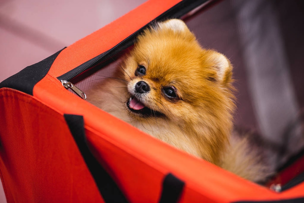 Χαριτωμένο σκυλί κάθεται σε γυναίκα τσάντα - Φωτογραφία, εικόνα