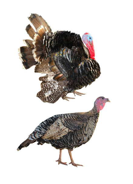Two Turkey - Fotoğraf, Görsel