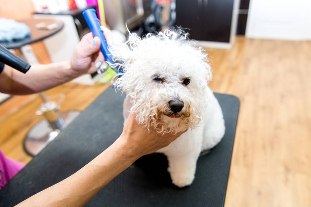 Grooming dogs Bichon Frise in a professional hairdresser - Photo, Image