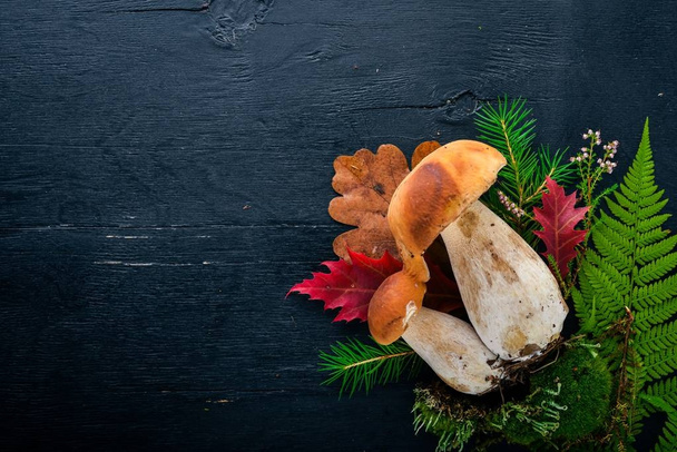 Mushroom Boletus. Fresh forest mushrooms on a black wooden background. Top view. Free space for text. - Foto, afbeelding