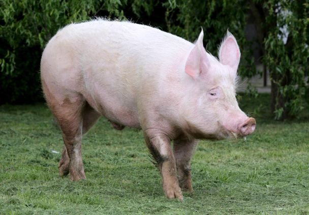 Вид сбоку фото розового цвета молодой свиноматки на лугу
 - Фото, изображение