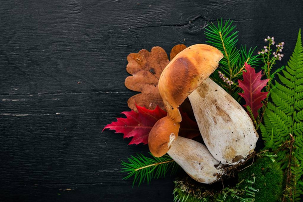 Mushroom Boletus. Fresh forest mushrooms on a black wooden background. Top view. Free space for text. - 写真・画像