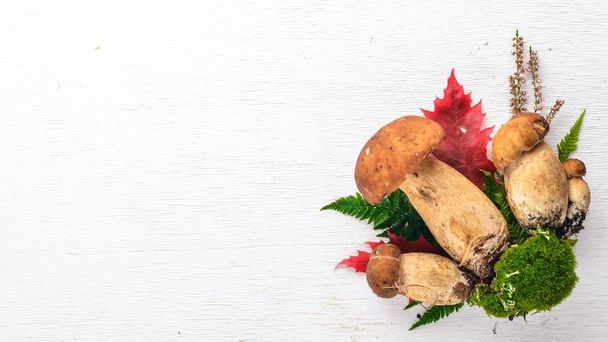 Mushroom Boletus. Forest mushrooms on a white wooden background. Top view. Free space for text. - Foto, immagini