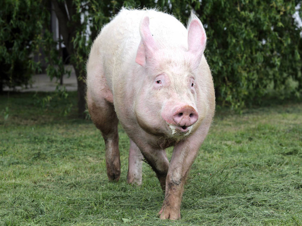 Vue latérale d'une jeune truie porcine domestique à la ferme animalière été
 - Photo, image