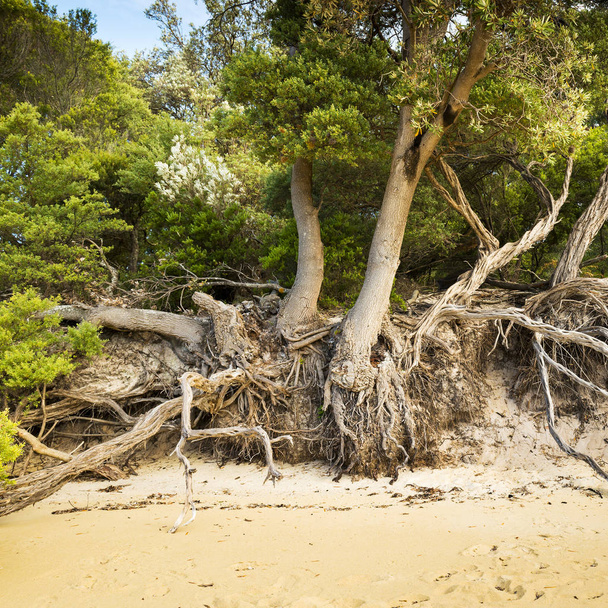 Korzenie drzew na plaży - Zdjęcie, obraz