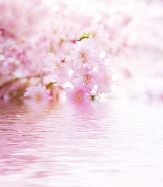 Kirschblüten im Frühling - Foto, Bild