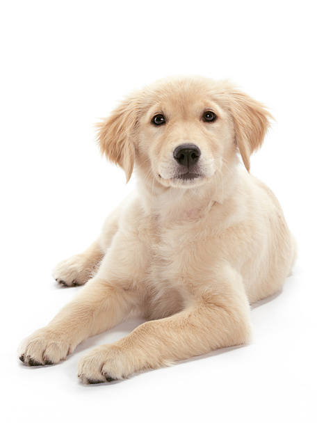 Golden Retriever Puppy - Foto, imagen