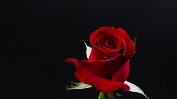 Pretty Dark red rose on black background - Foto, imagen