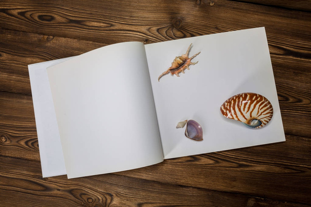 Açık bir kitap, kabukları ve ahşap zemin üzerine bir battaniye - Fotoğraf, Görsel