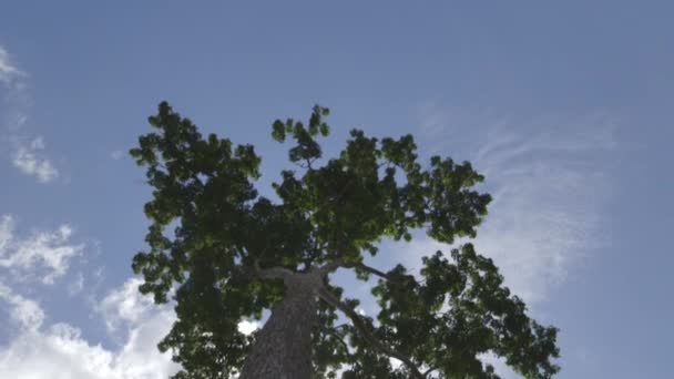 Pohled na korunu stromu - Amazon - Záběry, video