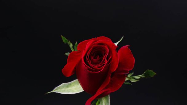 Pretty Dark red rose on black background - Φωτογραφία, εικόνα