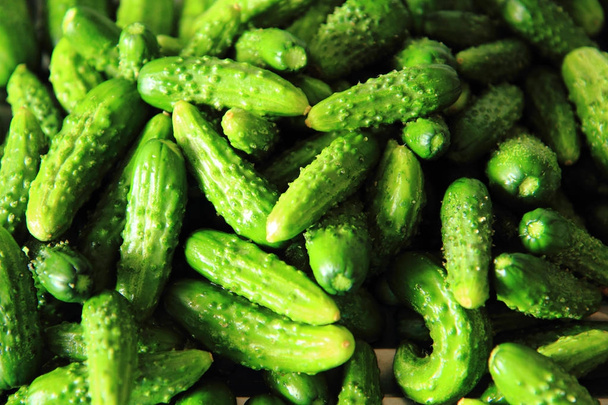 pepinos verdes como fundo de comida agradável
 - Foto, Imagem