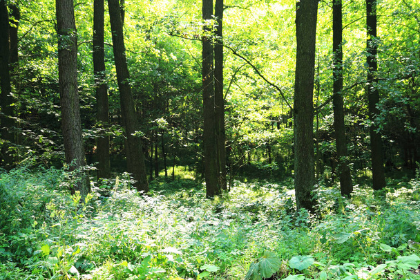 Floresta de primavera verde
 - Foto, Imagem