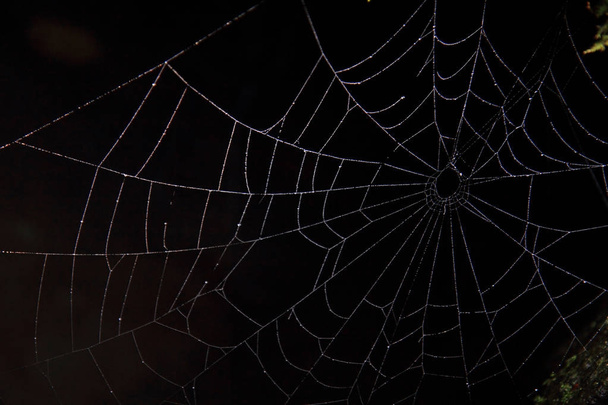hämähäkinverkko pimeässä
 - Valokuva, kuva