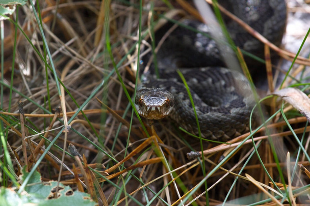 Snake at dry clay close up photo. Vipera renardi - Photo, Image