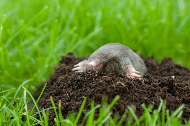 Mole out of grass - Photo, Image