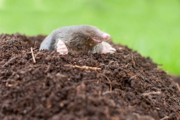 Mole in the nature - Photo, Image