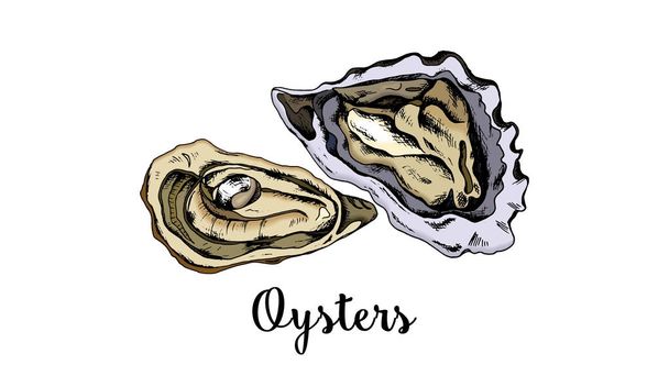 Illustration vectorielle du style croquis des huîtres
 - Vecteur, image