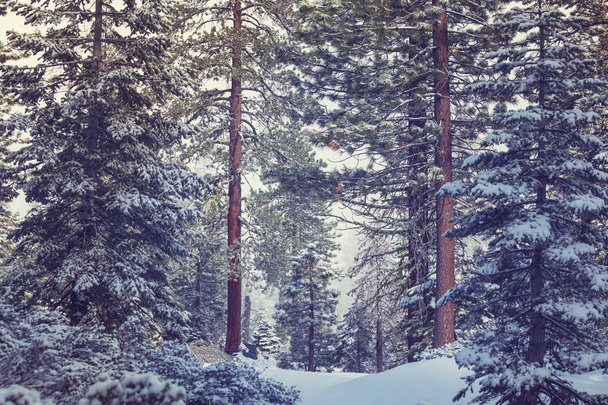 Γραφικό δάσος καλυμμένο με χιόνι κατά τη χειμερινή περίοδο - Φωτογραφία, εικόνα