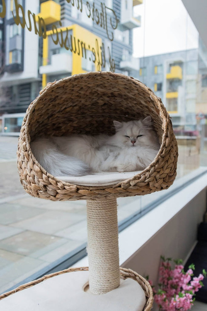 Un chat persan chinchilla endormi dans un lit de chat
 - Photo, image