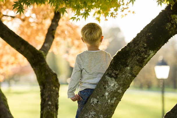 Мальчик забирается на осеннее дерево
 - Фото, изображение