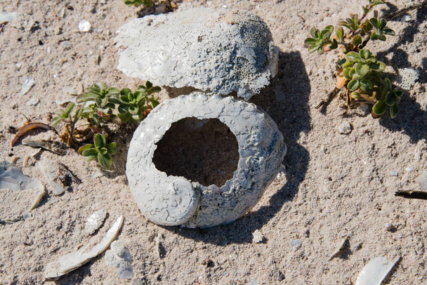 Primer plano de conchas de abulón en una playa
 - Foto, Imagen
