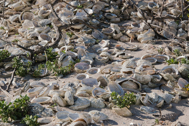 Vele abalone schelpen op een strand - Foto, afbeelding
