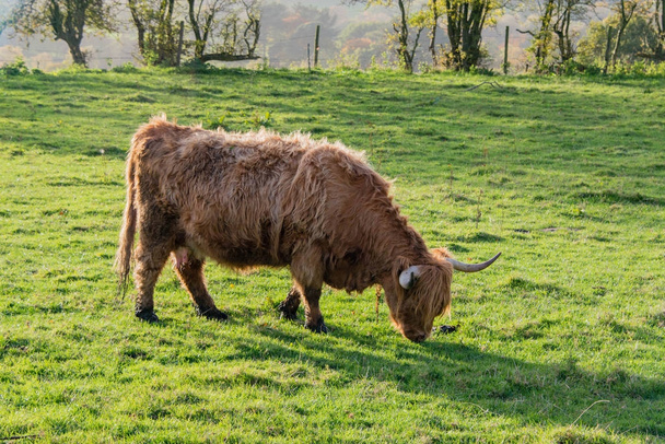 A close up of a highland cow - Photo, Image