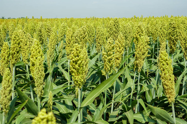 Selective soft focus of Sorghum field in sun light - Photo, Image