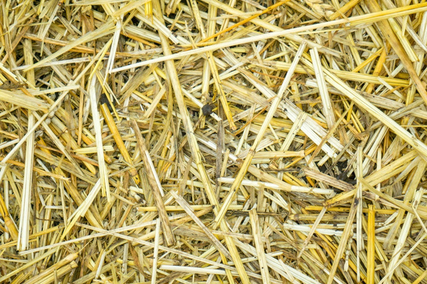 Trockene gelbe Strohgras Hintergrund Textur nach der Ernte - Foto, Bild