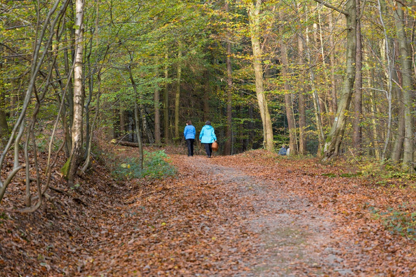 zwei Frauen im Wald auf der Suche nach Pilzen zum Sammeln - Foto, Bild