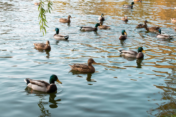 Group of wild ducks swimming in the lake - Фото, изображение