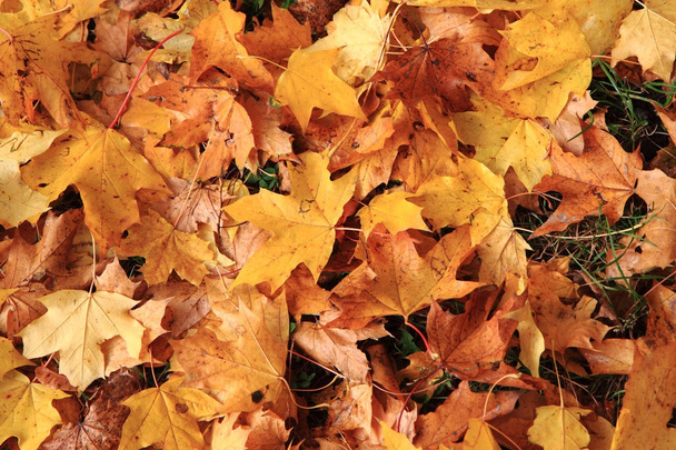 Jesienny kolor liści tekstury  - Zdjęcie, obraz