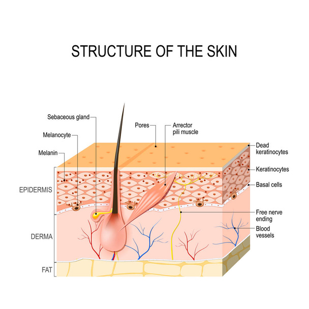 peau humaine saine
 - Vecteur, image