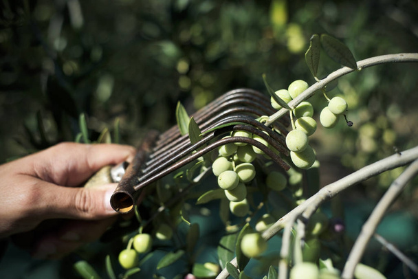muž sklizeň arbequina olivy  - Fotografie, Obrázek