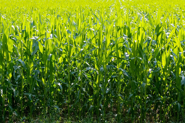 groene maïsveld - Foto, afbeelding