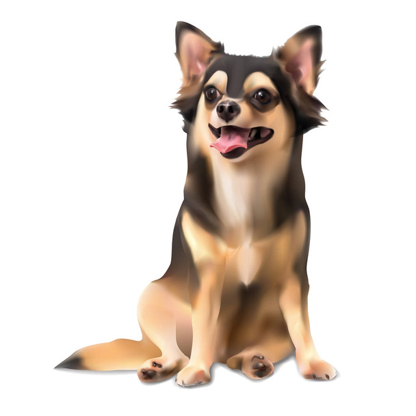 Chihuahua perro sentado pose aislado sobre fondo blanco, vector de ilustración
 - Vector, Imagen