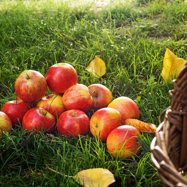 Червоні яблука в траві в саду - Фото, зображення