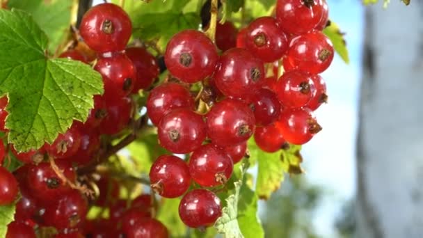 A juicy bunch of red currant swaying on a branch - Footage, Video