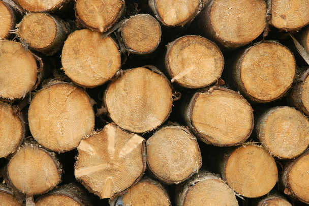 σωρός κορμών ξύλου - Φωτογραφία, εικόνα