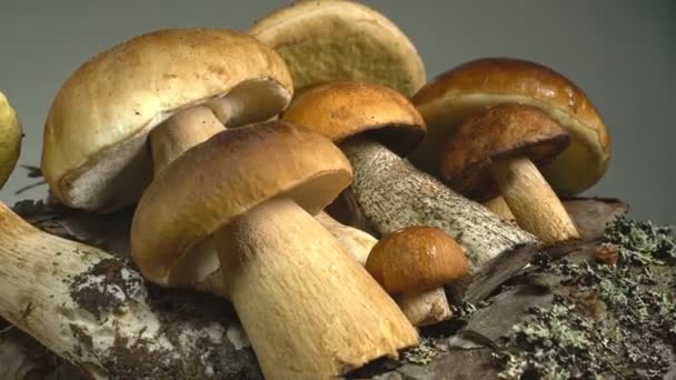 The mushroom crop rotates on the stump in front of the camera - Footage, Video