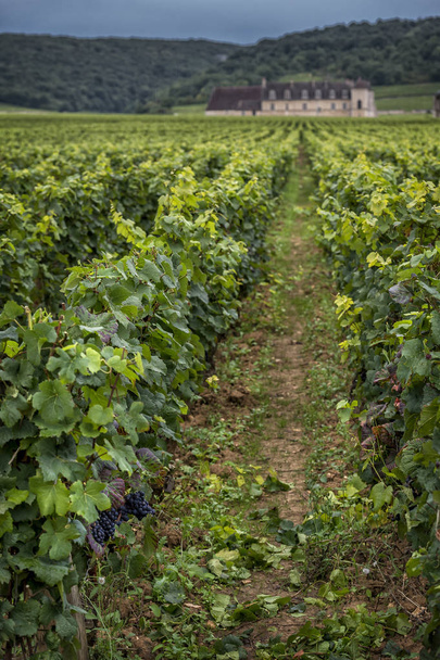 ブルゴーニュ、フランスのブドウ畑とシャトー - 写真・画像