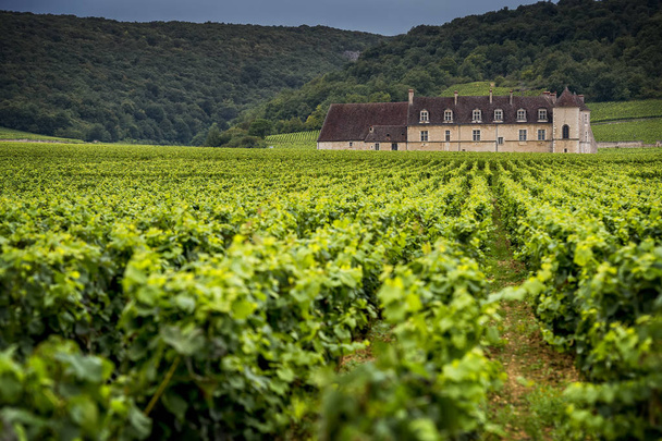 Chateau üzüm bağları, Burgundy, Fransa ile - Fotoğraf, Görsel
