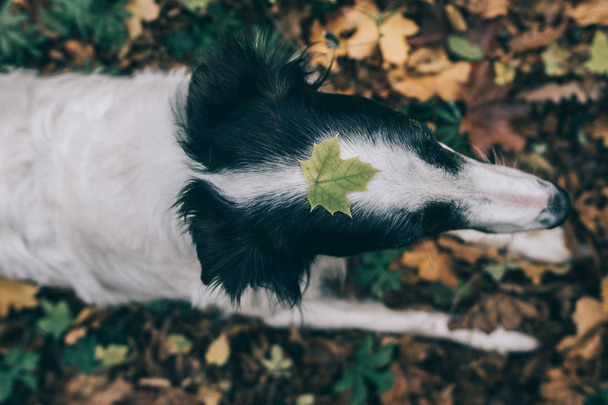 Dog with leaf on the head - Photo, Image