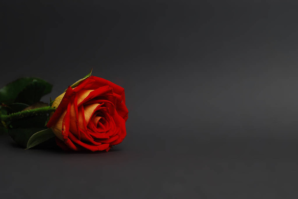 Hermosa rosa roja fresca en el gris oscuro (negro). Fondo floral
. - Foto, imagen